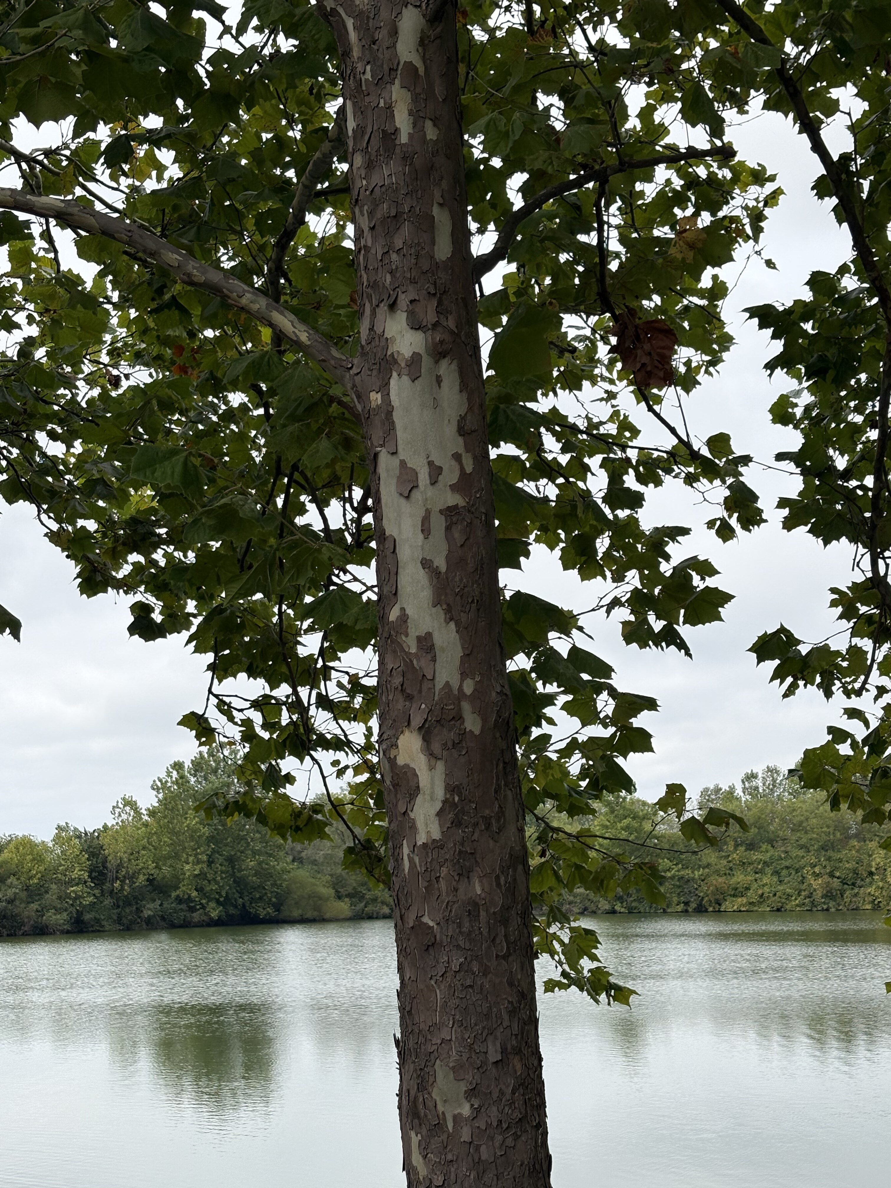 A sycamore tree with mottled bark standing at the edge of a calm lake